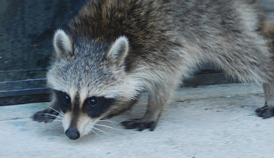 Raccoon Removal in Michigan City