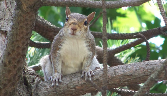 Squirrel Removal in Michigan City